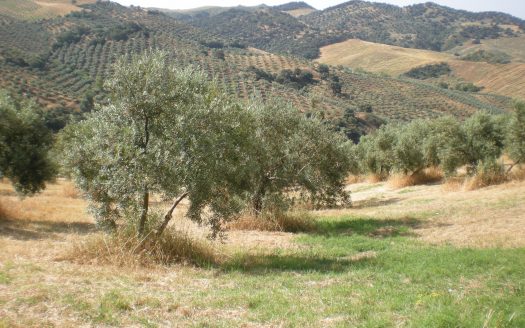 GRAN PARCELA EN VENTA