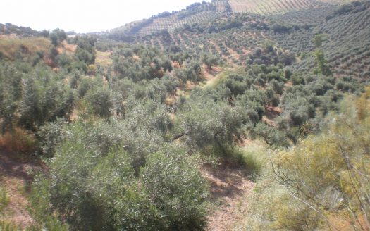 GRAN PARCELA EN VENTA