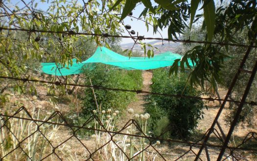 GRAN PARCELA EN VENTA