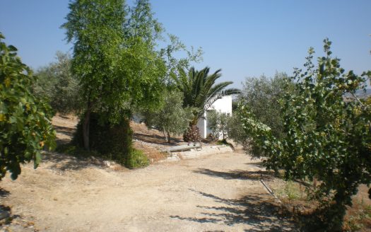 GRAN PARCELA EN VENTA